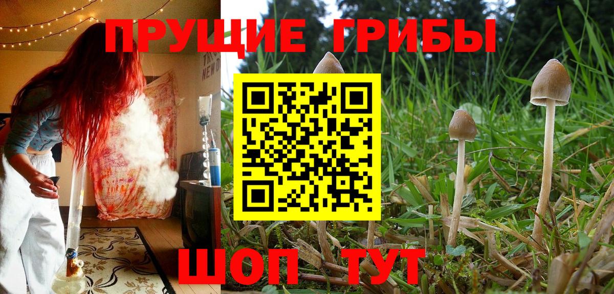 Псилоцибиновые грибы Psilocybine cubensis  Вход с VPN  Псилоцибиновые грибы Psilocybine cubensis  Гулькевичи 